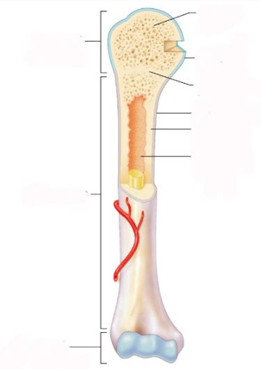 Long Bone Structure Diagram Quizlet