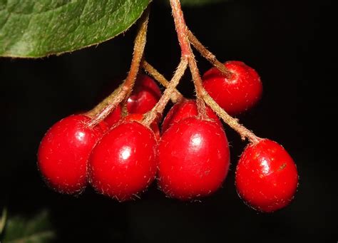 Hollyberry Cotoneaster Cotoneaster Bullatus Fruit Flickr