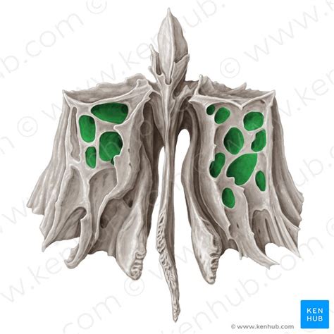 Osso frontal do crânio Humano Anatomia Kenhub