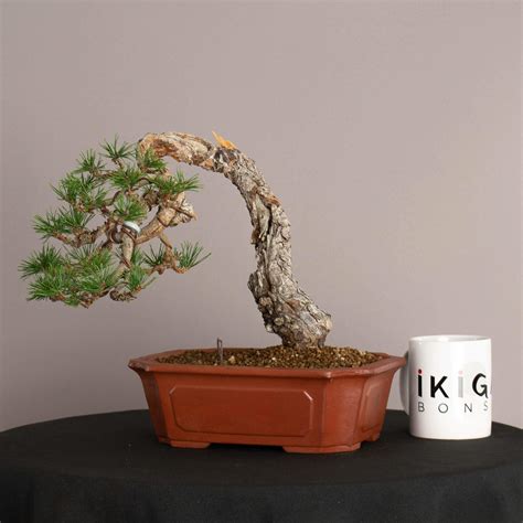 Pinus Sylvestris Ikigai Bonsai