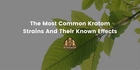 The Most Common Kratom Strains And Their Known Effects | Dakind Botanicals