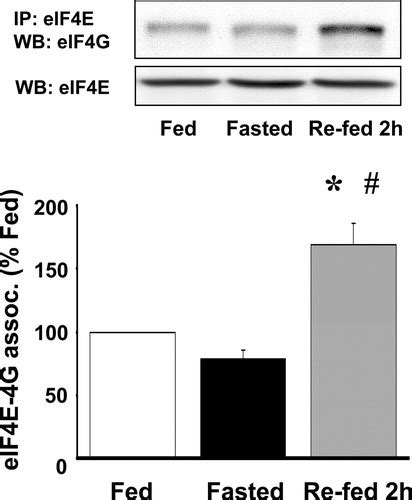 Pancreatic Digestive Enzyme Synthesis And Its Translational Control