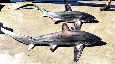 4 THRESHER SHARKS Caught On Pier TOTAL CHAOS YouTube