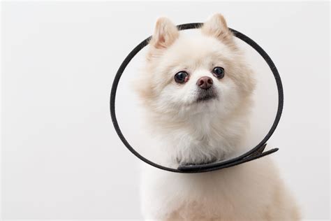 How Long Does A Male Dog Have To Wear The Cone After Neutering?