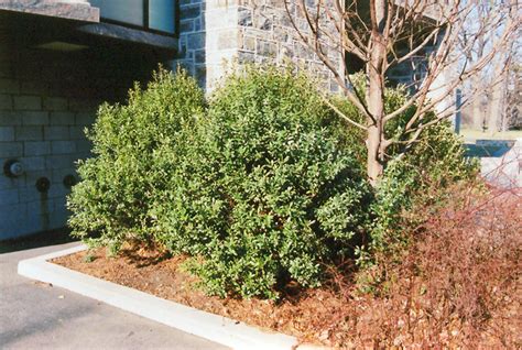 Densa Inkberry Holly Ilex Glabra Densa In Ringoes Flemington New