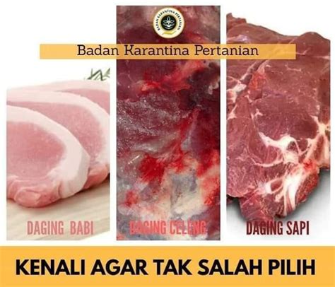 Cara Membedakan Daging Sapi Dengan Daging Babi Yang Mentah Maupun Sudah