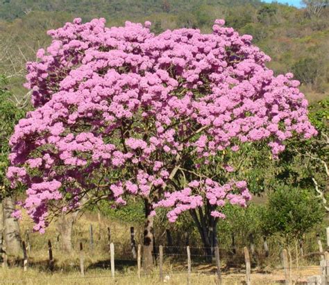 Handroanthus Impetiginosus Pink Trumpet Tree Ip Roxo Ouriques Farm