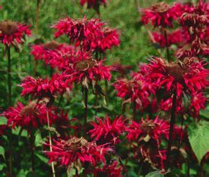 Monarda Gardenview Scarlet Planting Flowers Bee Balm Scarlet