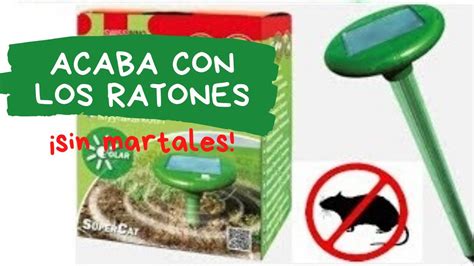 Como Eliminar Ratones Y Ratas R Pido En Casa De Forma Ecol Gica Youtube