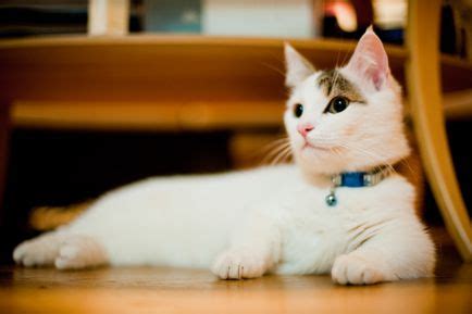 14 Cute Cat Breeds Anyone Will Love