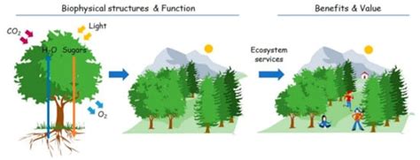 Urban Green Spaces Encyclopedia MDPI