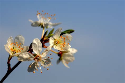 Cherry plum blossom Free Photo Download | FreeImages