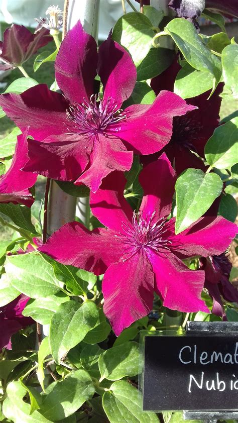 Summer Flowering Clematis Plants Priorswood Clematis