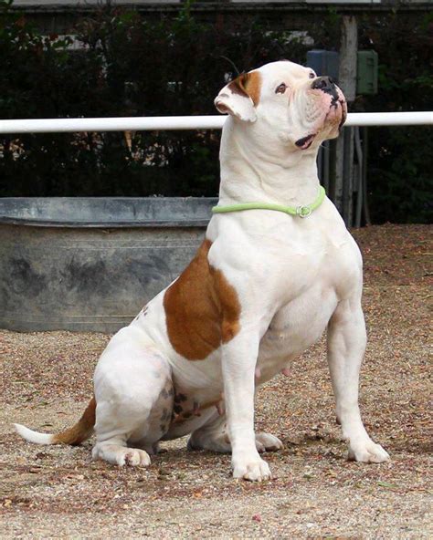 25+ Scott Type American Bulldog Puppies For Sale Picture ...