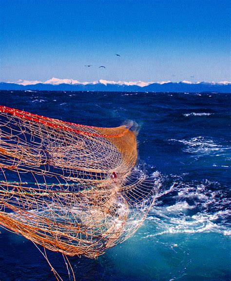 Trawling - Wikipedia