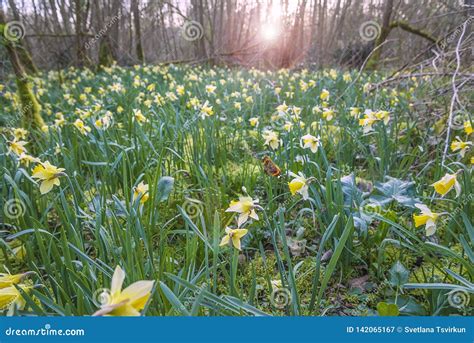 Wild Daffodils Blooming In The Spring Forest Stock Image Image Of