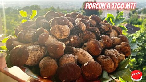 Funghi Porcini 2023 Luglio Torrido Oltre 40andiamo A 1700 Mt Dove I