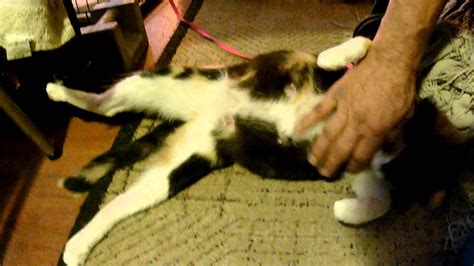 Pregnant Calico Kitten Like Her Belly Rubbed Youtube