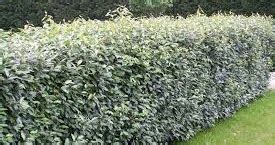 PurelyPlanting: Hedges for coastal areas