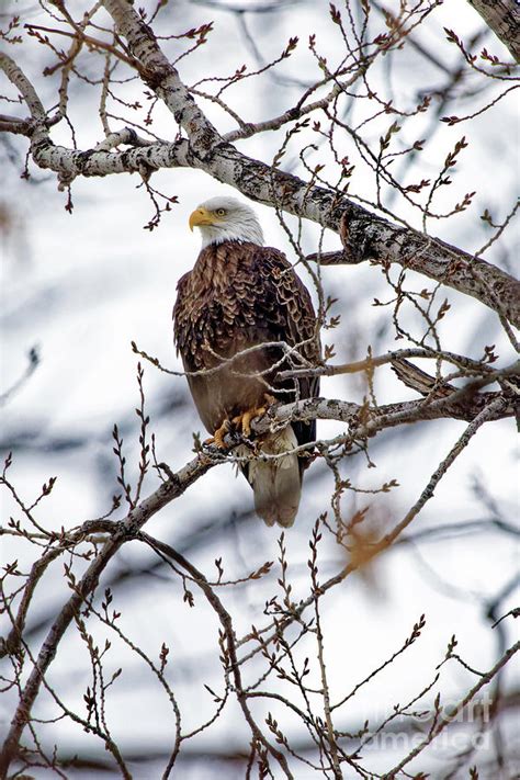 Bald Eagle Eyes Photograph by Natural Focal Point Photography - Pixels