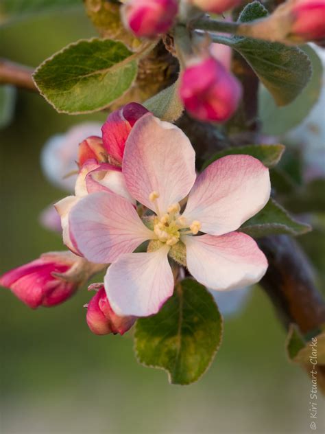 Apple Tree Blossom — Kiri