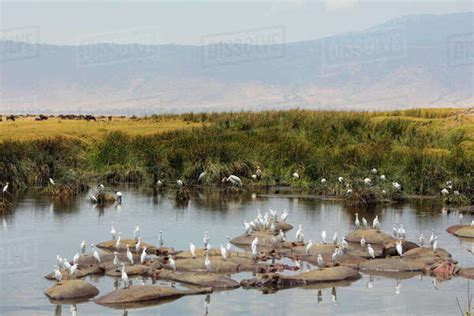 Cattle Egret Bubulcus Ibis And Hippo Hippopotamus Amphibius At A