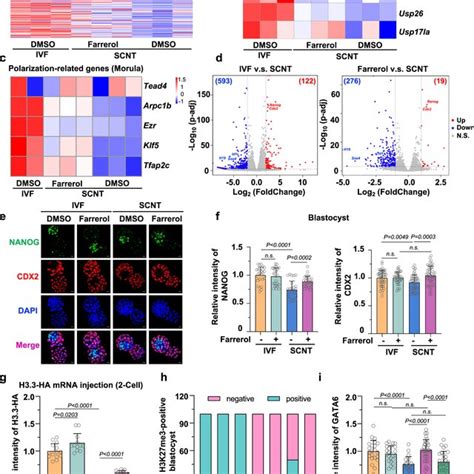 Farrerol Improves SCNT Embryo Transcriptome And Epigenetic Barriers A