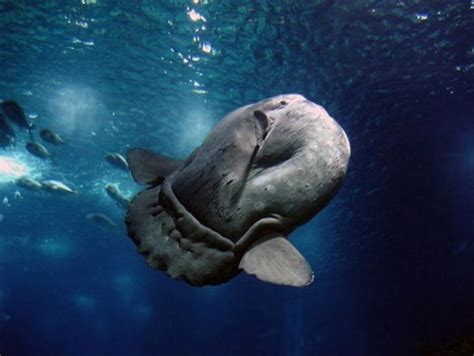 Giant Moon Fish Drifted To The Coast Of Indonesia