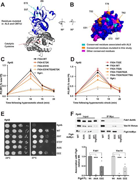 Roles For A Lipid Phosphatase In The Activation Of Its Opposing Lipid