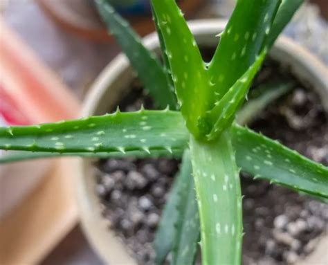 L Aloe Vera La Pianta Dalle Mille Propriet