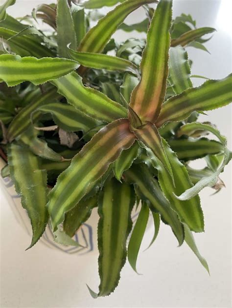 Cryptanthus Bivittatus Earth Star Care Joy Us Garden Care