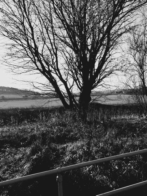 Premium Photo Silhouette Bare Tree On Grassy Field