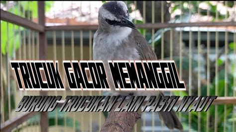 trucuk gacor memanggil burung trucukan lain  nyaut youtube