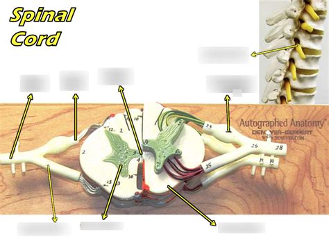 Spinal Cord Diagram | Quizlet