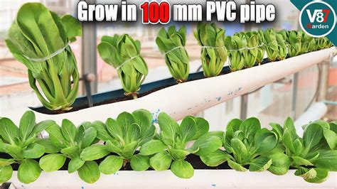 Easy Grow Bok Choy In Pvc Pipe At Home Youtube