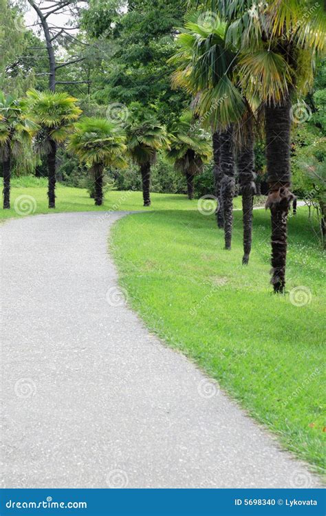 Asphalt Path In The Park Stock Photo Image Of Lane Tranquil 5698340