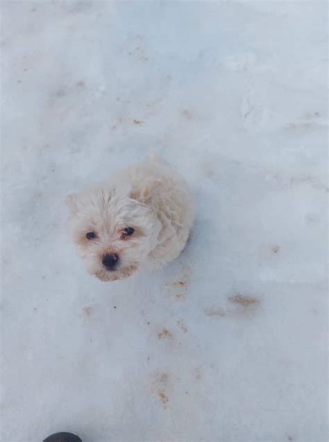 Bichon Maltez mini toy, Pedigree | Okazii.ro