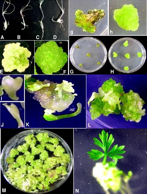 Figure From Development Of An Efficient And Reproducible In Vitro