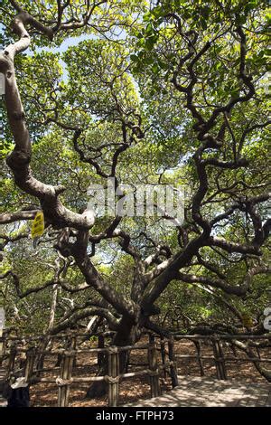 El Rbol De Anacardo M S Grande Del Mundo Fotograf A De Stock Alamy