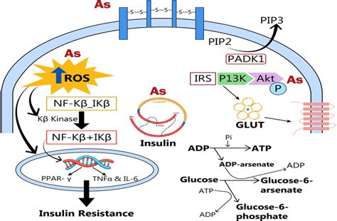 Role Of Arsenic In Diabetes Mellitus Pathogenesis Arsenic Binds And