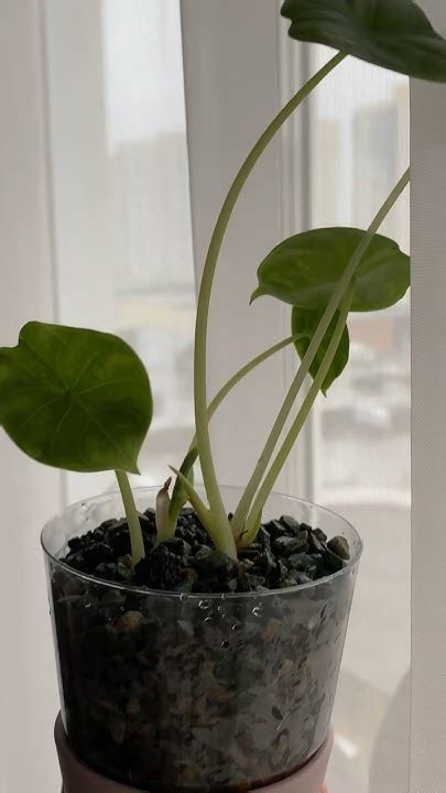 Минеральный грунт 🍃 #растения #комнатныецветы #грунты #пересадка - YouTube