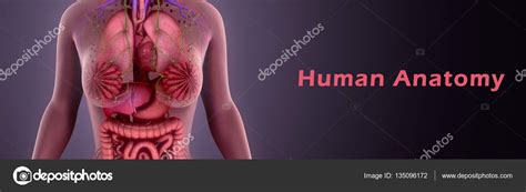 Human Anatomy Illustration Stock Photo By ©sciencepics 135096172