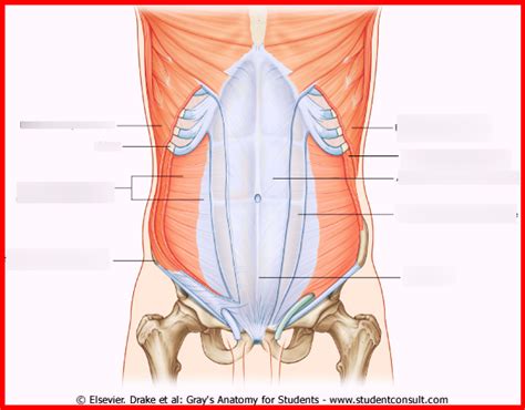 Unit Abdomen Diagram Quizlet