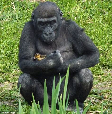 Just a gorilla hugging a duckling. : r/pics