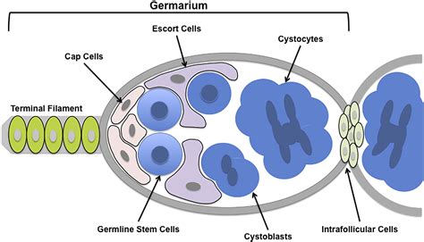 Ovarian Germline Stem Cells An Unlimited Source Of Oocytes