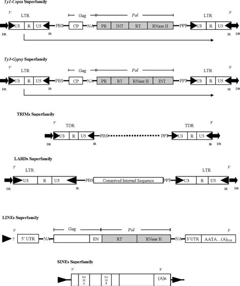 Class I Elements Structure Ltr Long Terminal Repeat U Unique