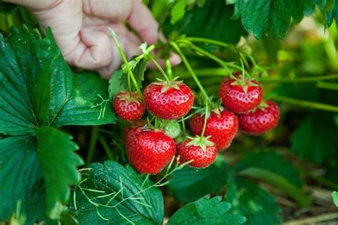 Monthly Growing Strawberries Guide Strawberry Plants