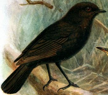 Black Robin Facts: Lesson for Kids | Study.com