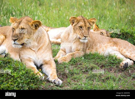 A lion family in the savannah of Kenya Stock Photo - Alamy