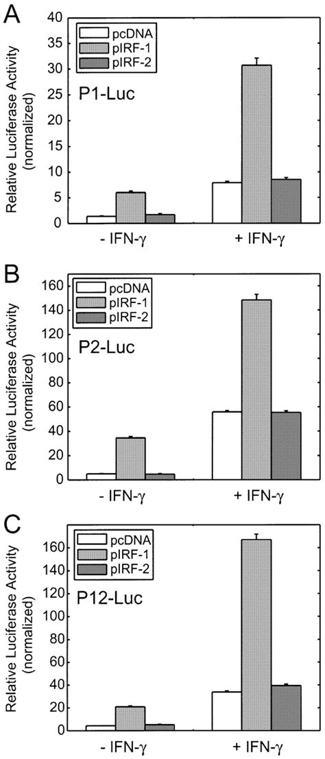 Overexpression Of IRF1 Activated TrpRS Promoters HeLa Cells Were